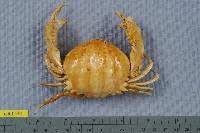 藏品(小型饅頭蟹)的圖片